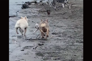 ビーチを駆け回る犬たち。元気な1匹の体がブルドッグの子犬の足にひっかかりハプニングが！！【海外・動画】