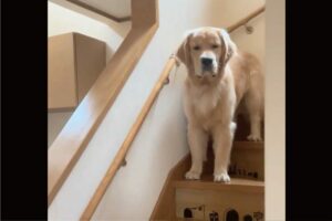 飼い主さんに疑いの眼差しを向けるゴールデンレトリバー。お出かけする時に「仕事よ」って言ってみたけど完全に疑ってる・・