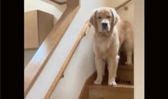 飼い主さんに疑いの眼差しを向けるゴールデンレトリバー。お出かけする時に「仕事よ」って言ってみたけど完全に疑ってる・・