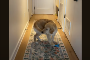 視界に入るしっぽをパクっとくわえたら・・。ゴールデンレトリバーがぐるぐる回転！？【アメリカ・動画】