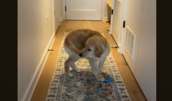 視界に入るしっぽをパクっとくわえたら・・。ゴールデンレトリバーがぐるぐる回転！？【アメリカ・動画】