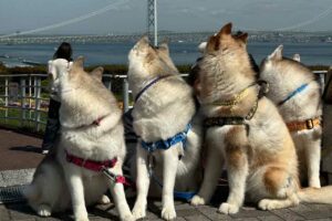 「どこ見とんねーん」撮影しようとしたら、そろって後ろを向いたシベリアンハスキーたちが話題に！