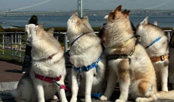 「どこ見とんねーん」撮影しようとしたら、そろって後ろを向いたシベリアンハスキーたちが話題に！