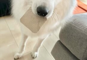 構ってほしい日本スピッツ。怒られるものを拾っていないかとドキドキしてる？「上目遣いがたまらん」