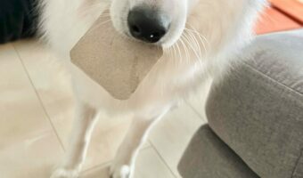 構ってほしい日本スピッツ。怒られるものを拾っていないかとドキドキしてる？「上目遣いがたまらん」