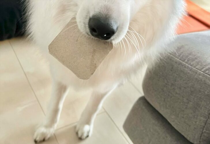 構ってほしい日本スピッツ。怒られるものを拾っていないかとドキドキしてる？「上目遣いがたまらん」