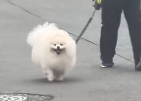 大好きなお姉ちゃんの元にダッシュで向かうポメラニアン。パタパタ走るその姿がかわいすぎると話題に