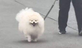 大好きなお姉ちゃんの元にダッシュで向かうポメラニアン。パタパタ走るその姿がかわいすぎると話題に