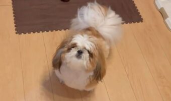 焼き芋食べられると大喜びするシーズーがかわいすぎる！「歓喜の舞」「ぐるんぐるん」