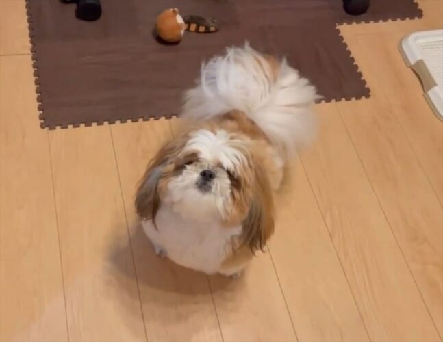 焼き芋食べられると大喜びするシーズーがかわいすぎる！「歓喜の舞」「ぐるんぐるん」