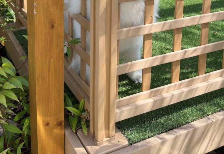 サモエドがお出かけする家族をお見送りしているけれど・・「抗議の顔してる」「後ろ髪引かれるどころか鷲掴みされます」