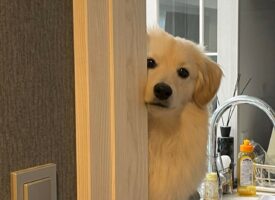 「出かけるじゅんびできたけど、まだー？」お出かけするのが待ちきれない様子のポメックスがかわいすぎる！！