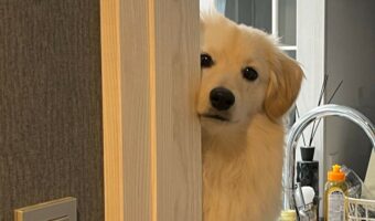 「出かけるじゅんびできたけど、まだー?」お出かけするのが待ちきれない様子のポメックスがかわいすぎる!!