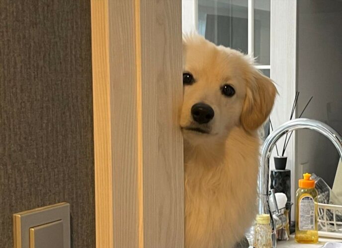 「出かけるじゅんびできたけど、まだー？」お出かけするのが待ちきれない様子のポメックスがかわいすぎる！！