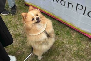 説明をじっと聞くポメラニアン。この方法でおやつの試食をたくさんゲット！！「何でもあげたくなる」「かしこいですね」