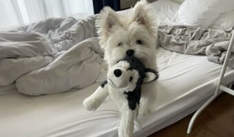 仕事が終わった事に気付くと、急いでオモチャを準備するマルポメが尊い！「ちゃんと待ってたんですね」「ぬいぐるみのようなかわいさ」