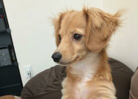 テーブルに足を乗せると怒られちゃう！そこでチワックスがとった行動に「賢い」「ルールを守ろうとしてるの偉い」