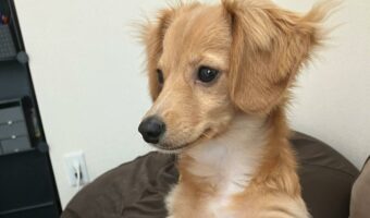 テーブルに足を乗せると怒られちゃう!そこでチワックスがとった行動に「賢い」「ルールを守ろうとしてるの偉い」