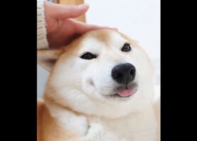 ナデナデしてもらい喜ぶ柴犬。舌をしまい忘れているけど「これもチャームポイント」「つかみたくなってしまいました」