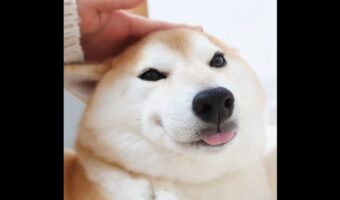 ナデナデしてもらい喜ぶ柴犬。舌をしまい忘れているけど「これもチャームポイント」「つかみたくなってしまいました」