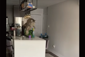 そのジャンプ力はギネス級！？ネコの大跳躍にビックリ！！【海外・動画】