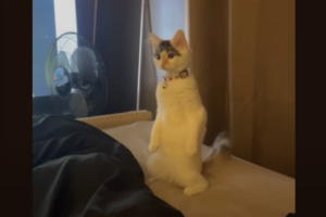 子猫も筋トレする時代？後ろ足で立って・・スクワット開始！？