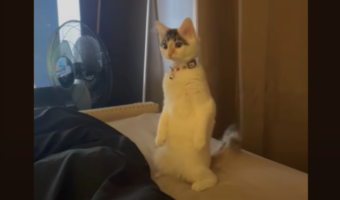 子猫も筋トレする時代?後ろ足で立って・・スクワット開始!?