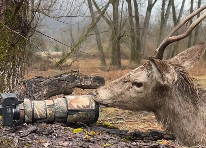 シカがむしゃむしゃ・・。味わっているのは、カメラのレンズ！？【海外・動画】