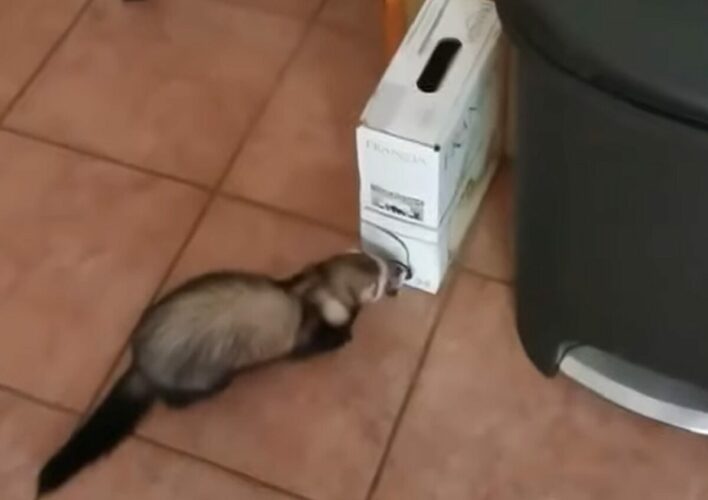 それはオモチャじゃないよ！？フェレットがソファの下まで運んだのは・・ワイン！？！？