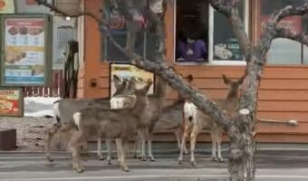 これも一種のドライブスルー?タコス屋の前で待機しているのは・・シカの群れ!?【アメリカ・動画】
