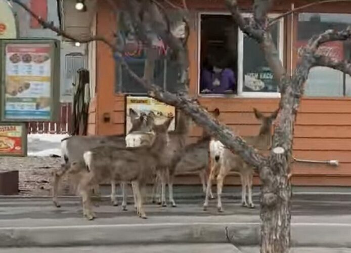 これも一種のドライブスルー？タコス屋の前で待機しているのは・・シカの群れ！？【アメリカ・動画】