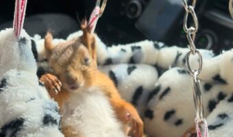 ハンモックベッドでお昼寝するリス。ドライブ中にぐっすり眠るその寝顔がかわいい!!