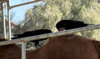 せっせと集めてスゴい量に！巣作りに使うためカラスたちが集めていたのは・・、馬の毛！？【アメリカ・動画】