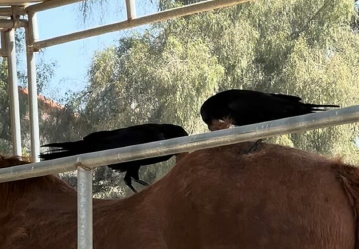 せっせと集めてスゴい量に！巣作りに使うためカラスたちが集めていたのは・・、馬の毛！？【アメリカ・動画】