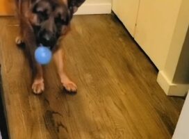 お友達と遊びたいジャーマンシェパード。ボールを投げたその相手は・・ロボット掃除機！？【アメリカ・動画】