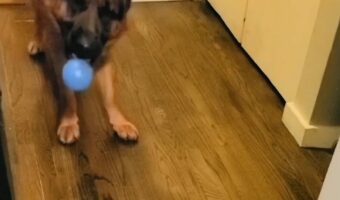 お友達と遊びたいジャーマンシェパード。ボールを投げたその相手は・・ロボット掃除機!?【アメリカ・動画】