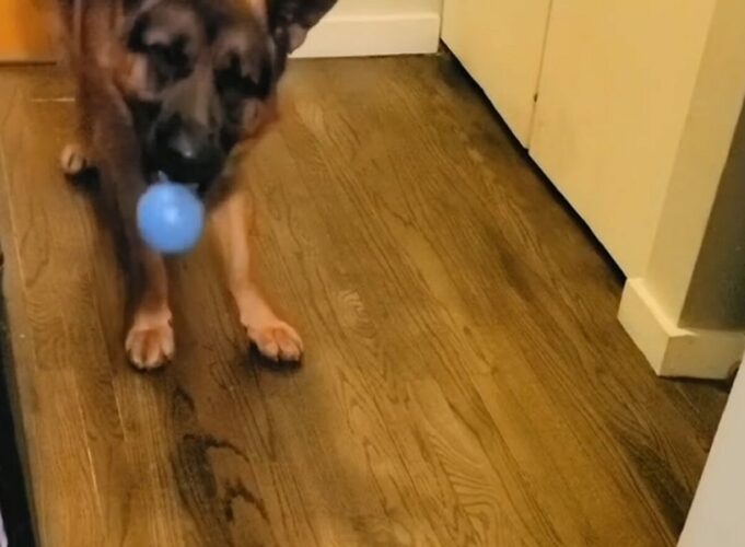 お友達と遊びたいジャーマンシェパード。ボールを投げたその相手は・・ロボット掃除機！？【アメリカ・動画】
