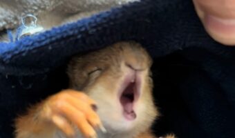 おねむなリス。口を大きく開いて・・あくびが我慢できない!!
