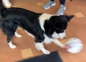 ボール遊びが得意なボーダーコリー。パス回しだって上手にできます！！【海外・動画】
