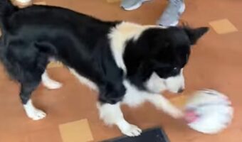 ボール遊びが得意なボーダーコリー。パス回しだって上手にできます!!【海外・動画】
