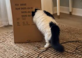 段ボールの横に穴を見つけたマンチカン。さっそく突入開始！！【アメリカ・動画】