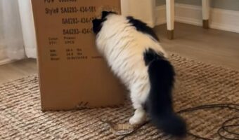 段ボールの横に穴を見つけたマンチカン。さっそく突入開始！！【アメリカ・動画】