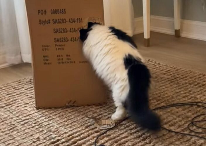 段ボールの横に穴を見つけたマンチカン。さっそく突入開始！！【アメリカ・動画】