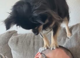 愛犬によるヘッドスパ！？小柄な犬が飼い主さんの頭をわっせ！わっせ！！