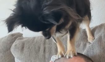 愛犬によるヘッドスパ！？小柄な犬が飼い主さんの頭をわっせ！わっせ！！