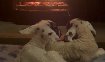 暖炉の前でぬくぬく。暖を取るヒツジの赤ちゃんたちがかわいすぎる!!【海外・動画】