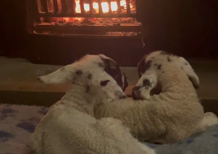 暖炉の前でぬくぬく。暖を取るヒツジの赤ちゃんたちがかわいすぎる！！【海外・動画】