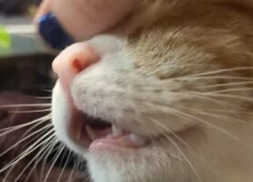 ご満悦の猫。おでこをカキカキしてもらうのが心地よすぎて・・お口も開いちゃう！！【アメリカ・動画】