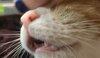 ご満悦の猫。おでこをカキカキしてもらうのが心地よすぎて・・お口も開いちゃう!!【アメリカ・動画】