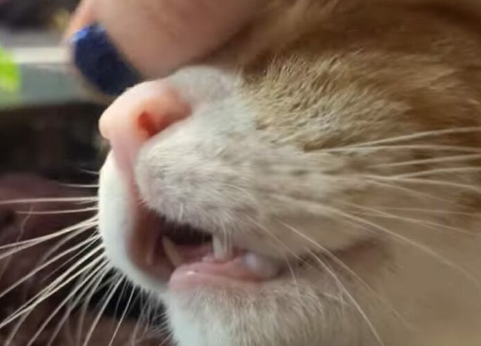 ご満悦の猫。おでこをカキカキしてもらうのが心地よすぎて・・お口も開いちゃう！！【アメリカ・動画】